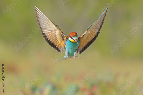 A bee-eater preparing to land with its wings open.
