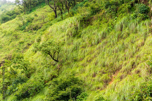 green long grass on mountain. 