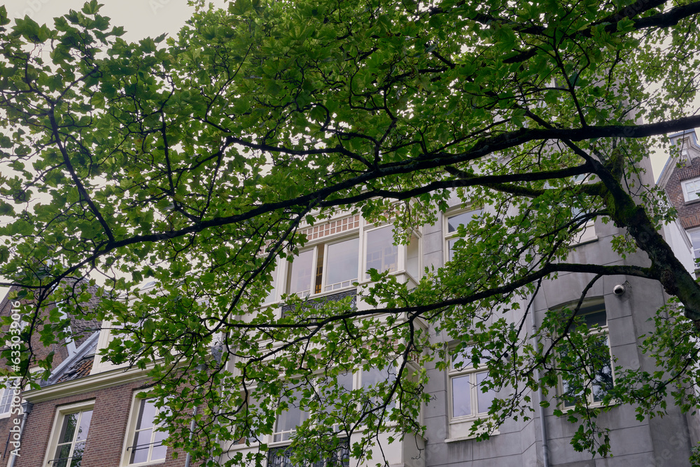 A tree in a backyard of Amsterdam. A tree in a backyard of Amsterdam.