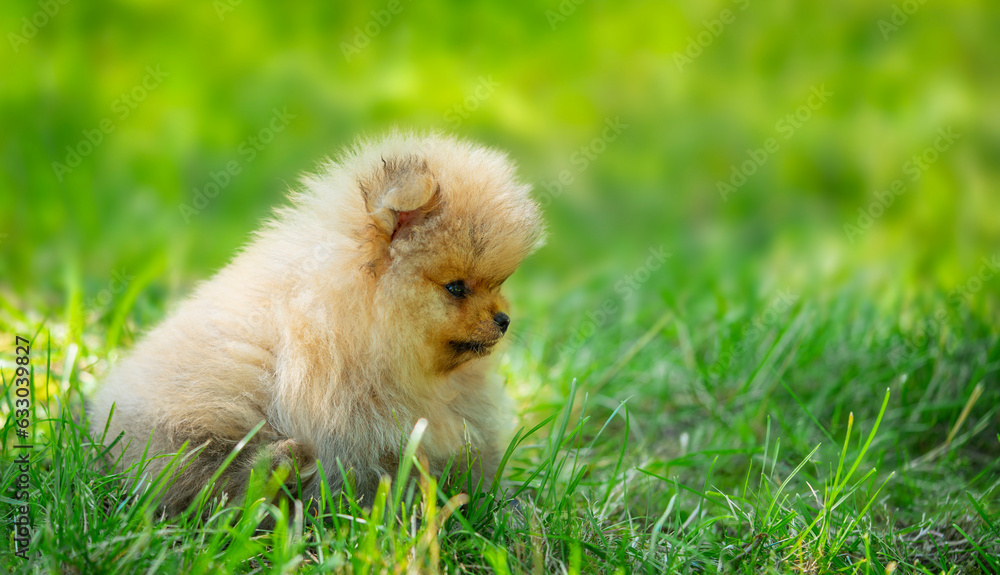 Pomeranian spitz puppy sitting on the green grass background.