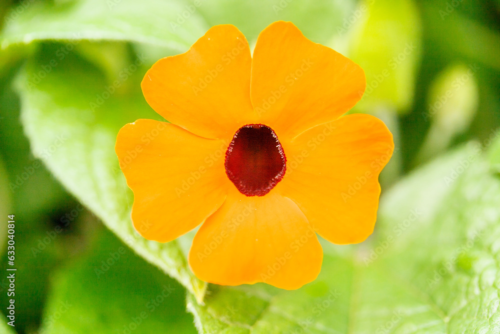 beautiful flower beautiful flower