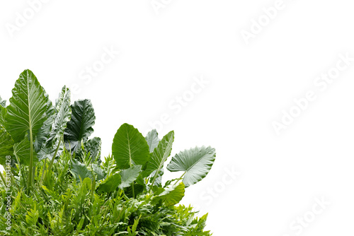 A garden shrub composed of ferns, mosses botanical.
