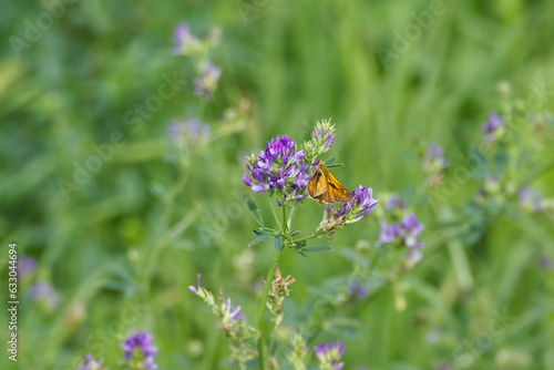 Large Skipper butterfly (Ochlodes sylvanus) perched on violet flower in Zurich, Switzerland