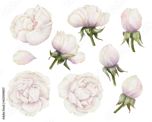 Set of watercolor white-pink rose flowers and buds  isolated  on a transparent background. Botanical illustration for your design.