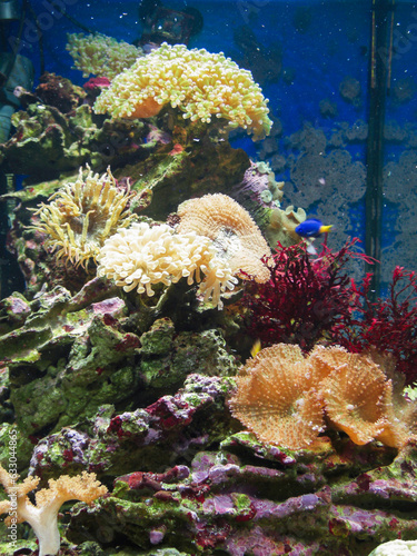 Corals in marine aquarium. © Serjedi