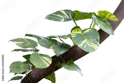 Fototapeta Naklejka Na Ścianę i Meble -  Plants growing creeping up the tree, isolated on white background.