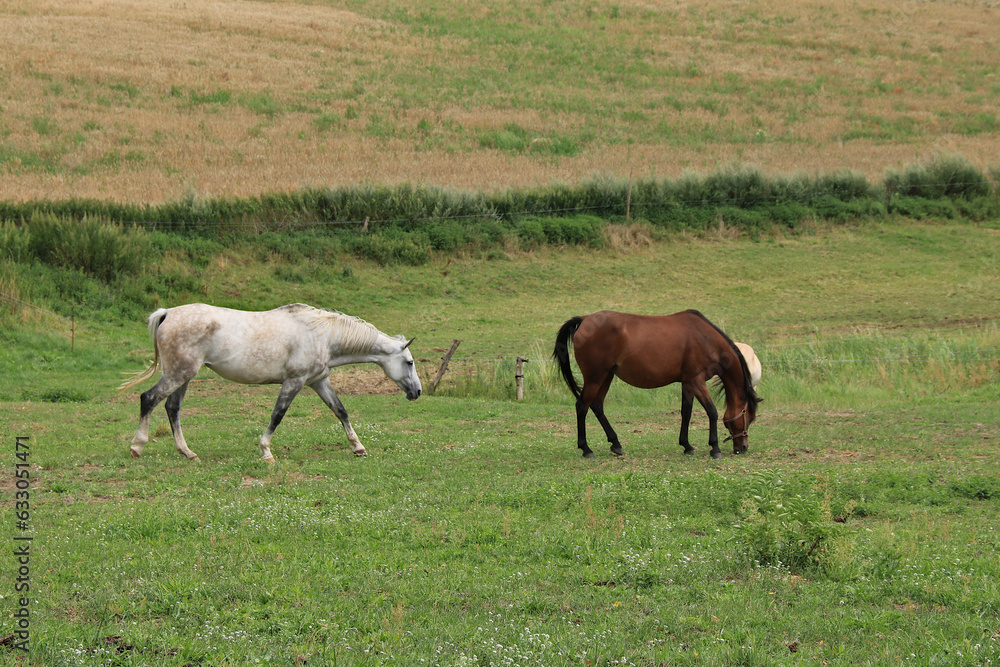 braune und weiße Pferde auf der Koppel braune und weiße Pferde auf der Koppel
