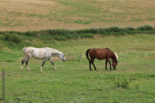 braune und weiße Pferde auf der Koppel