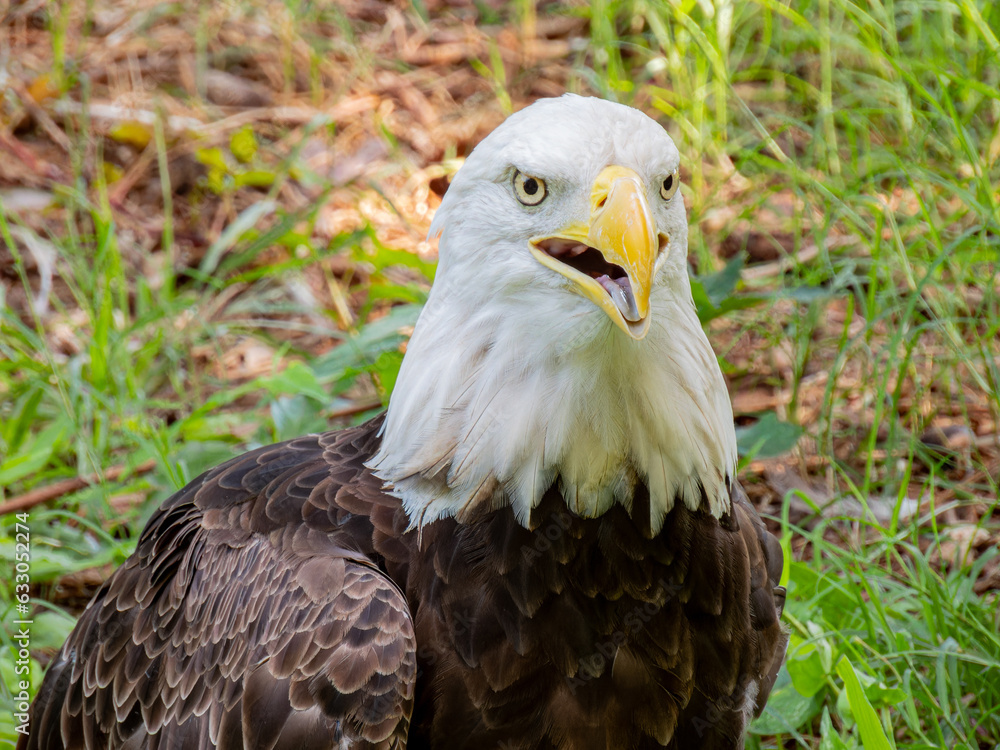 Fototapeta premium Close up shot of cute Bald eagle