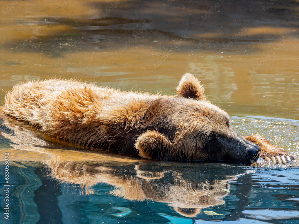 Fototapeta premium Close up shot of brown bear
