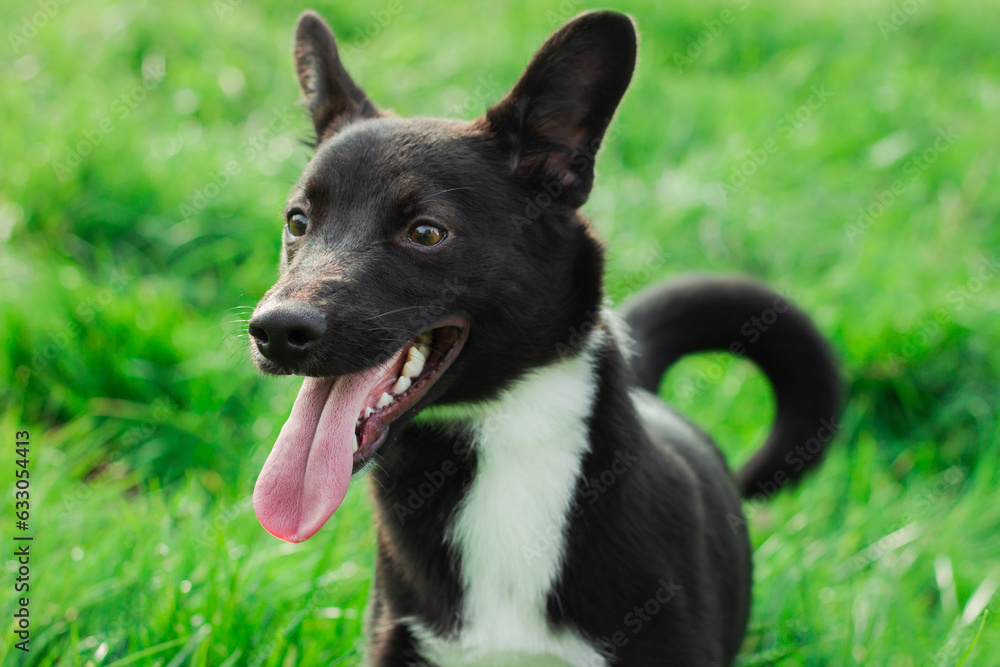 Portrait of a black contented dog on a background of green grass. Photo can be used for postcards, calendars, banners. Portrait of a black contented dog on a background of green grass. Photo can be used for postcards, calendars, banners.