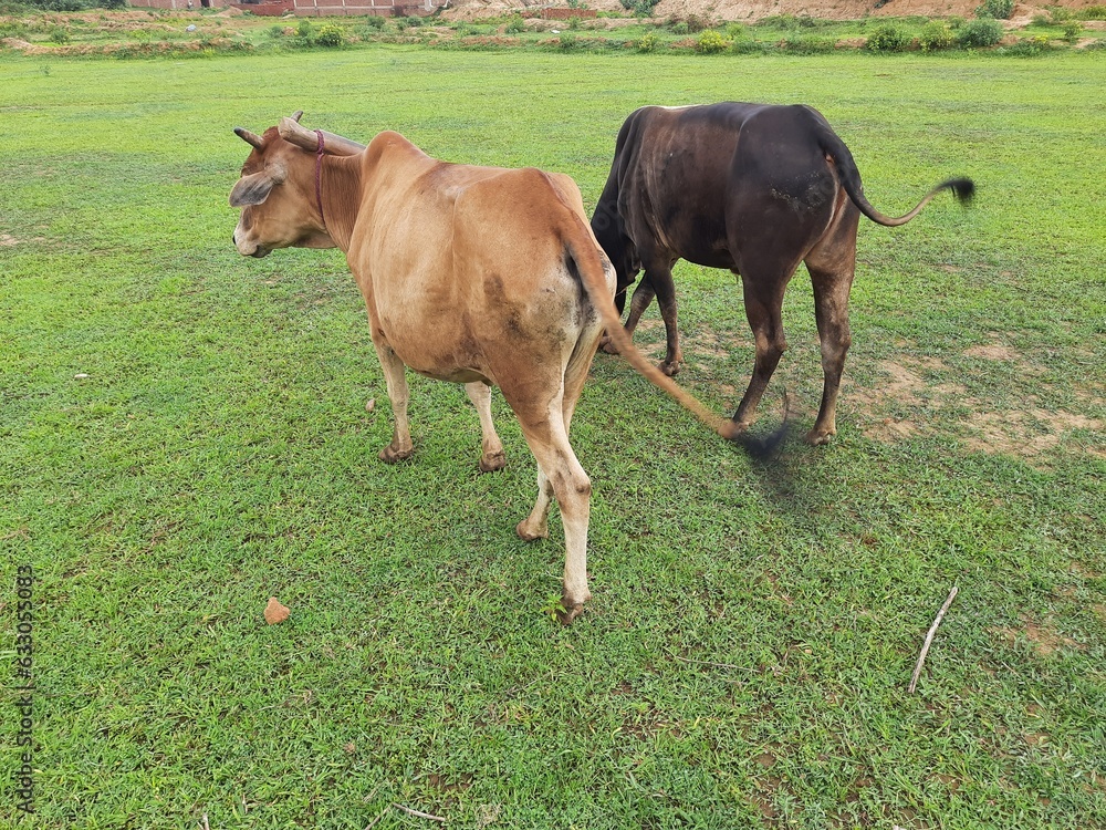 A pair of bulls is being prepared for plowing. Indian oxen. In Indian farming, most of the farming is still done with bulls. A pair of bulls is being prepared for plowing. Indian oxen. In Indian farming, most of the farming is still done with bulls.