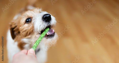 Hand giving snack treat to a healthy dog. Teeth cleaning, pet dental care banner, background.