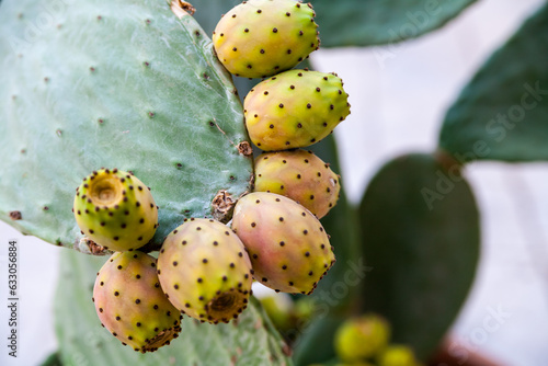 Close up of cactus fruit