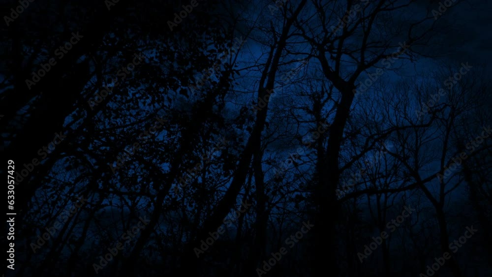 Moving Under Tall Dark Trees At Night In The Woods Moving Under Tall Dark Trees At Night In The Woods