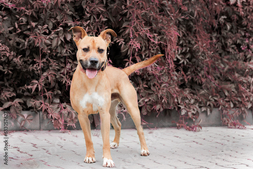 Portrait of a dog on the background of autumn orange leaves. Photo can be used for postcards, calendars, banners.