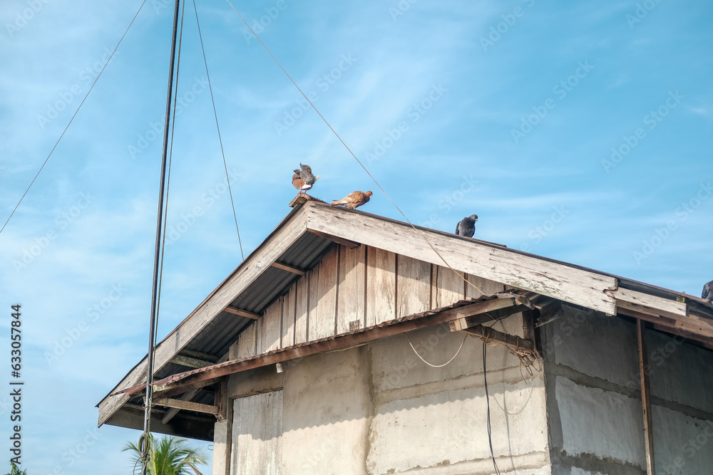 Pigeons on the banks of the Kapuas River, Pontianak, birds on an old wooden house, flying dove Pigeons on the banks of the Kapuas River, Pontianak, birds on an old wooden house, flying dove