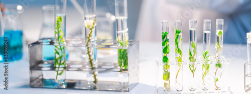 Natural organic green botany laboratory with scientific glassware, Alternative herb medicine or skin care beauty products, Plant cosmetic chemistry research and dermatology development concept. photo