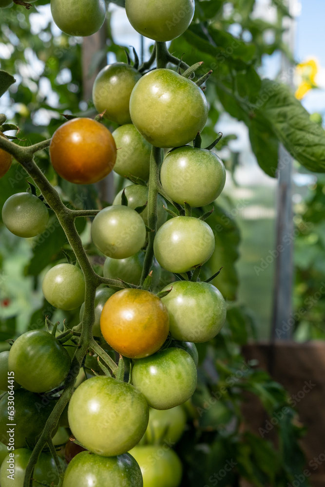 A lot of green tomatoes on a bush in a greenhouse. Tomato plants in greenhouse. Green tomatoes plantation. Organic farming, young tomato plants growth in greenhouse. A lot of green tomatoes on a bush in a greenhouse. Tomato plants in greenhouse. Green tomatoes plantation. Organic farming, young tomato plants growth in greenhouse.