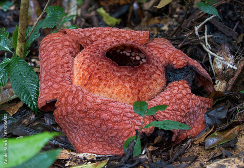 Rafflesia Arnoldi, Gunung Leuser National Park, Bukit Lawang, Sumatra, Indonesia photo