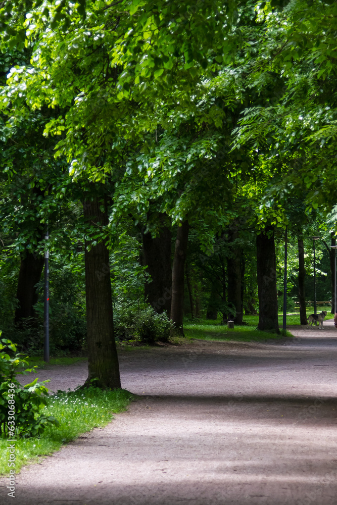 Tree lined walkway through a park