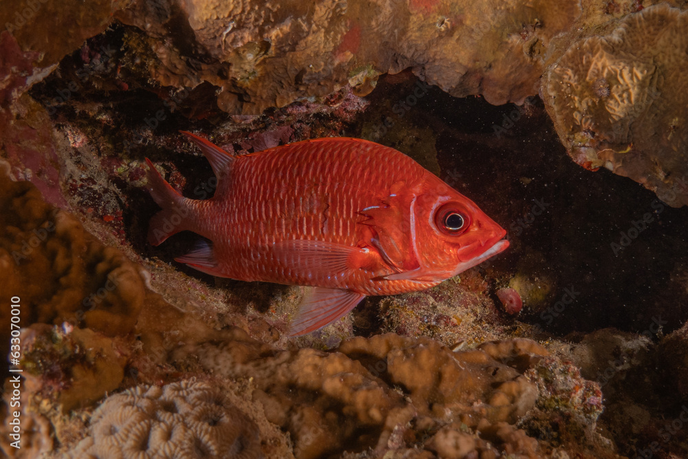 Fish swimming in the Red Sea, colorful fish, Eilat Israel
Fish swimming in the Red Sea, colorful fish, Eilat Israel