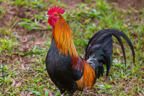 Rooster on Hawaii © Galyna Andrushko