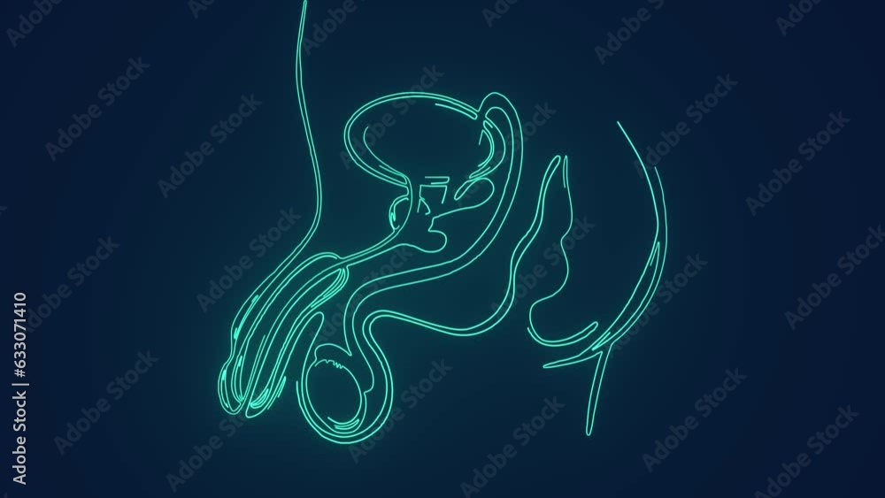 Reproductive Animation Human Male Reproductive System anatomy medical examination Animation ...