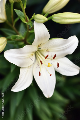 white lily flower © Kate