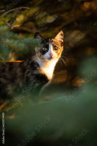 Calico cat in the woods looking at camera