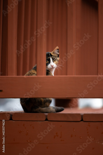 cat on the porch hiding behind the railing