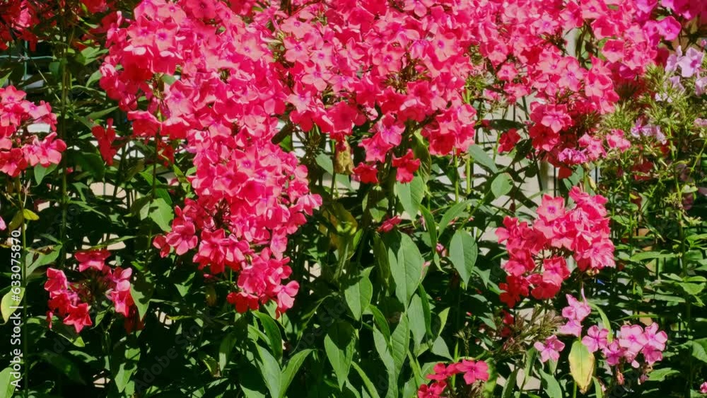 blooming red phloxes in the garden on a sunny summer day blooming red phloxes in the garden on a sunny summer day