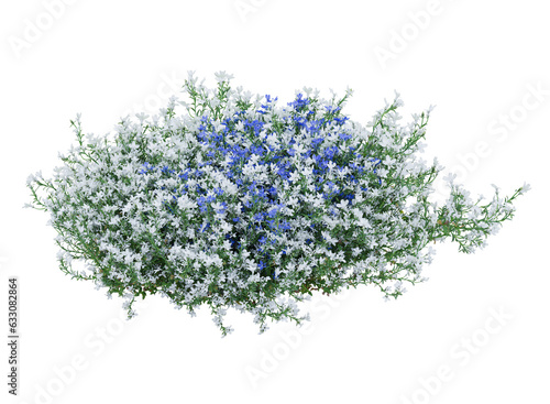 Billede på lærred Bunch of tiny white and blue flowers in clusters