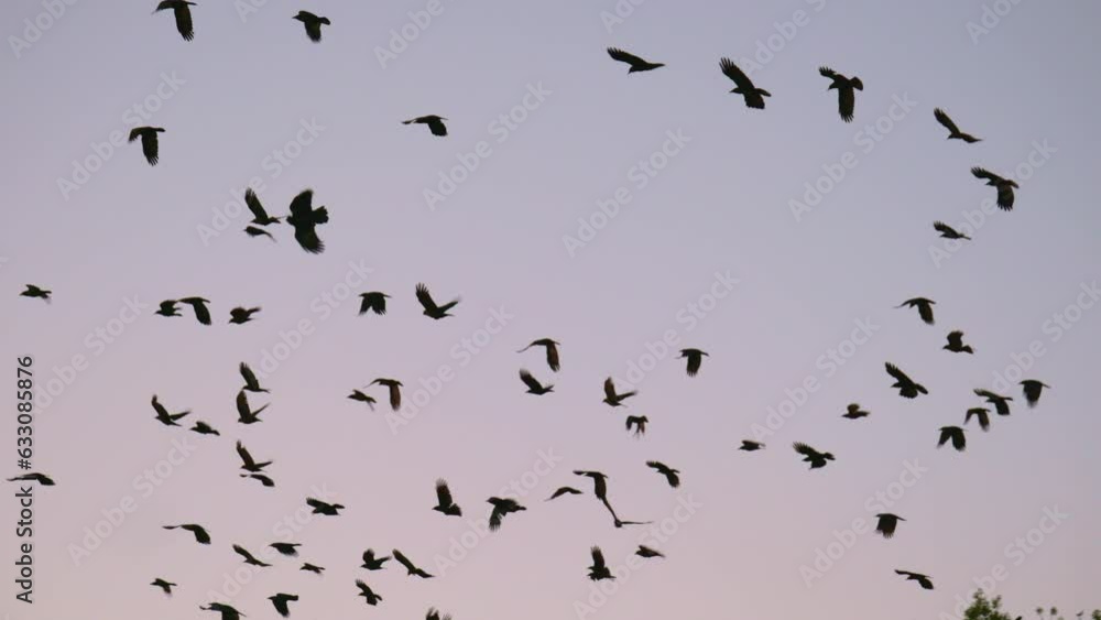 murder of crows flying off a tree into the sky murder of crows flying off a tree into the sky