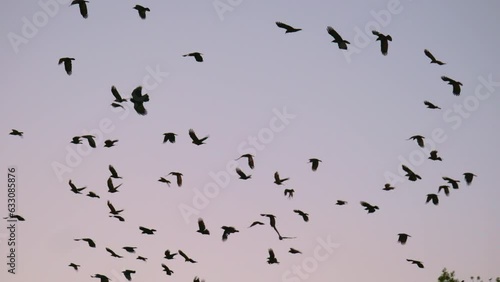 murder of crows flying off a tree into the sky