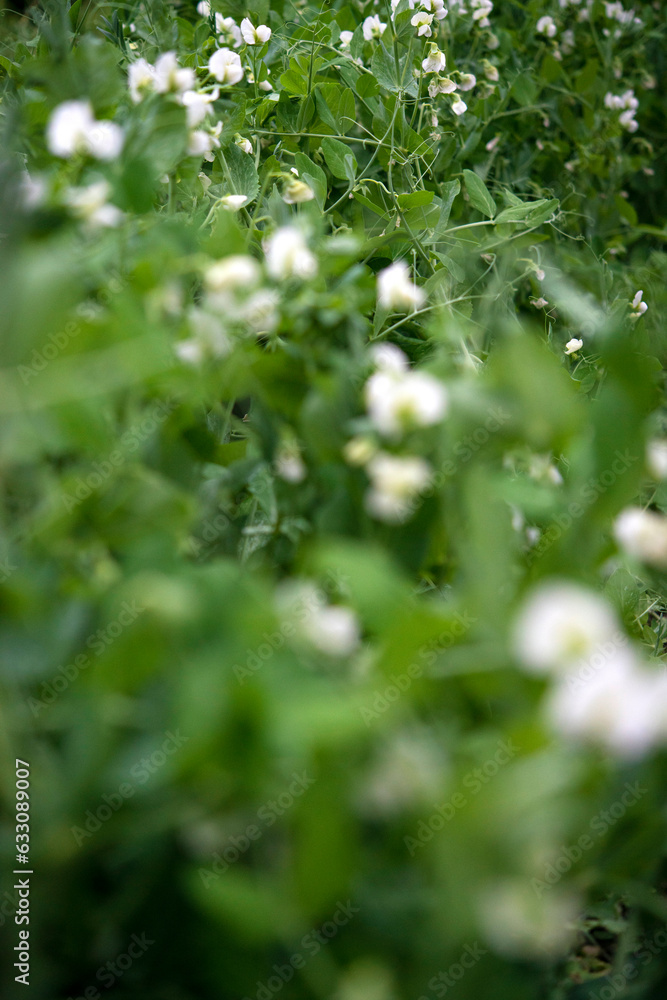Close up of green pea plant Close up of green pea plant