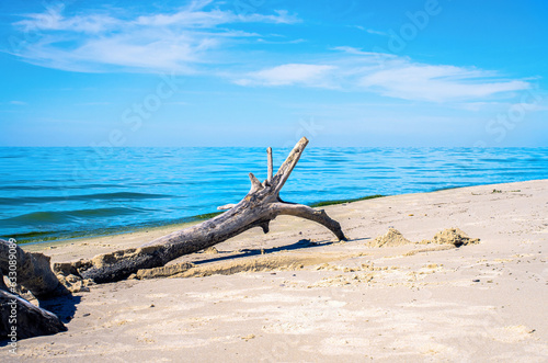dry snag, on the sandy bank of the river, summer