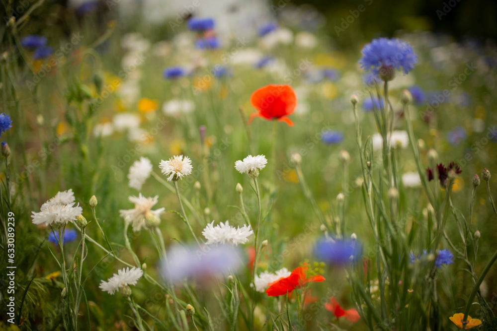 Colorful wildflowers in meadow Colorful wildflowers in meadow
