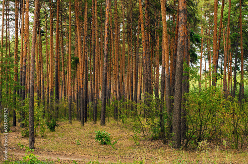 pine trunks in dense forest