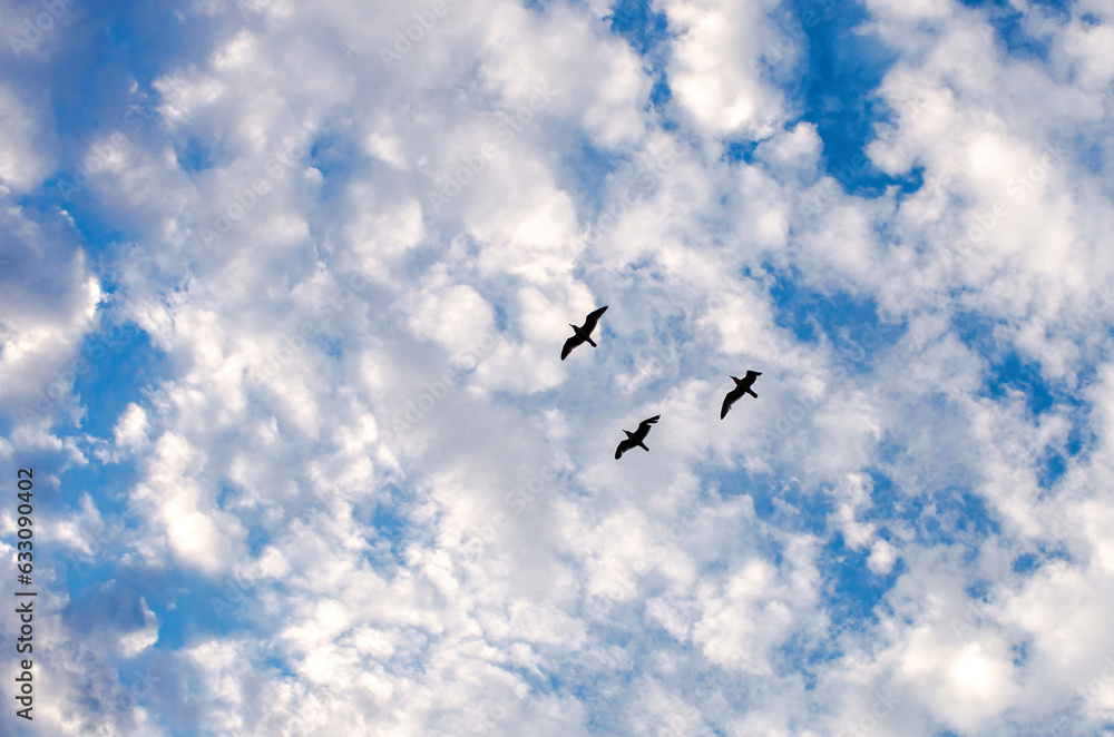 silhouettes of birds of sea gulls flying in the sky