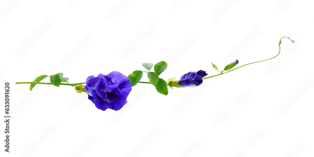 butterfly pea flower transparent png butterfly pea flower transparent png