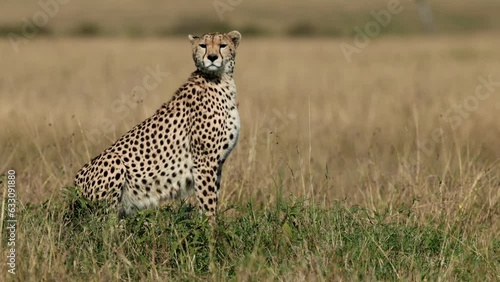 Cheetah on mound looking for prey, Masai Mara, Kenya