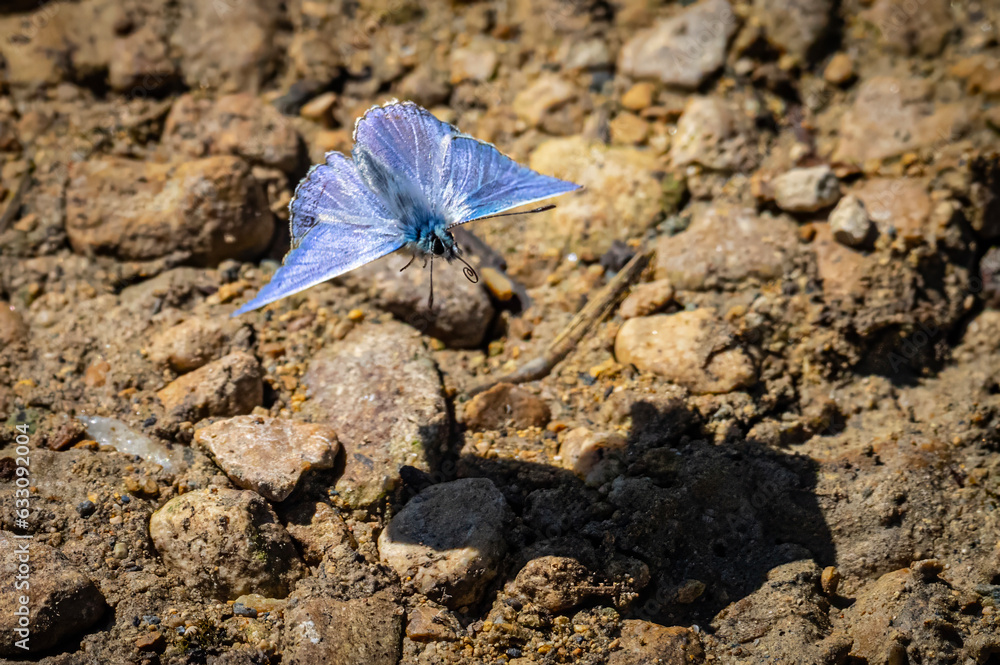 Common blue Common blue