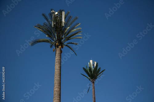 palm tree against blue sky