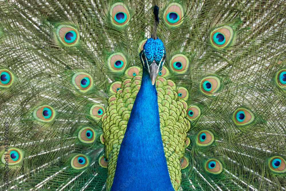 Obraz premium Peacock