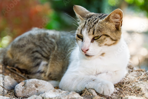 Фотография Lazing cat