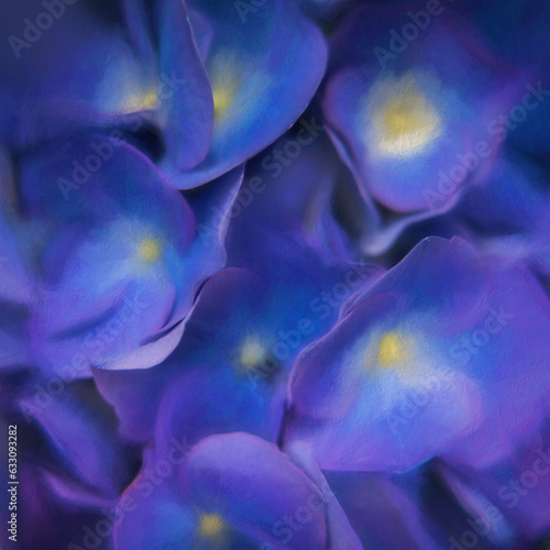hydrangea blooms