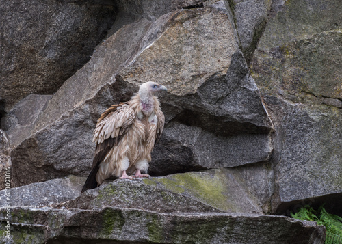 Himalayan vulture, Gyps himalayensis, Himalayan griffon vulture, an Old World vulture photo