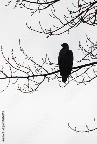 A silhouette of a Bald Eagle sitting in a tree. 