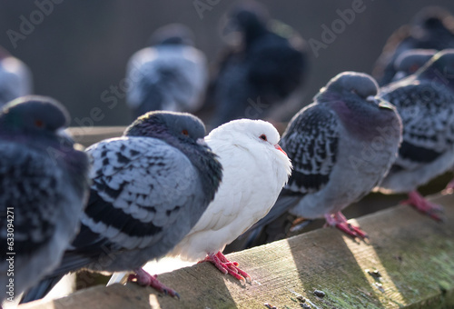 A Dove sitting in a row of Pigeons along a railing.